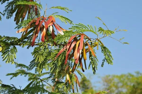 賞花——【銀合歡】主要價值 賞花——【銀合歡】主要價值