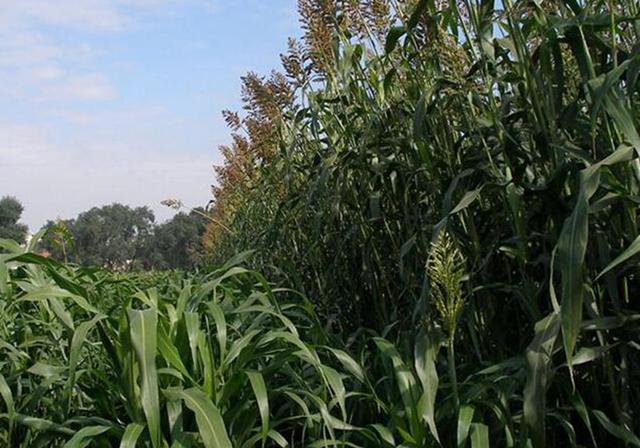 甜高粱栽培，田間管理方法有哪些