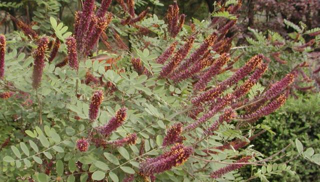 常見綠化護坡品種——紫穗槐經濟價值 常見綠化護坡品種——紫穗槐經濟價值