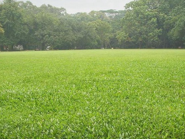 堿茅草種子多久能發(fā)芽，播種方法是什么？