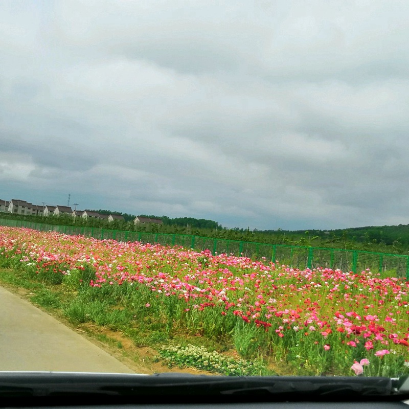 冰島虞美人 冰島虞美人