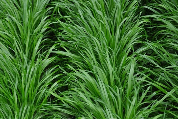 黑麥草什么時(shí)候種植比較好？如何種植黑麥草？