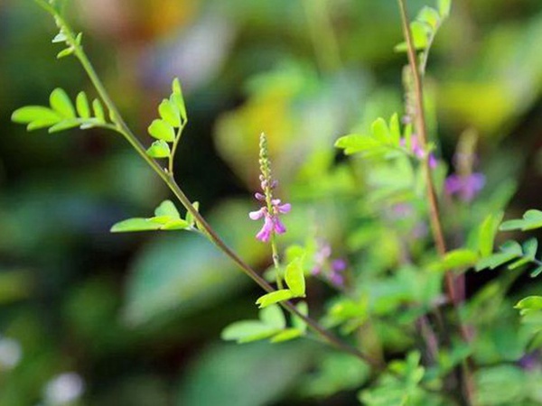 「每日一植」馬棘植物形態以及生長環境