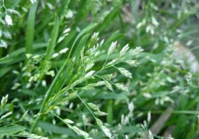 優(yōu)質(zhì)草坪草早熟禾的技術(shù)特點(diǎn)，種植養(yǎng)護(hù)有幾個(gè)要點(diǎn)