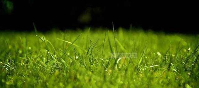 百慕大草坪經濟價值以及播種管理技術