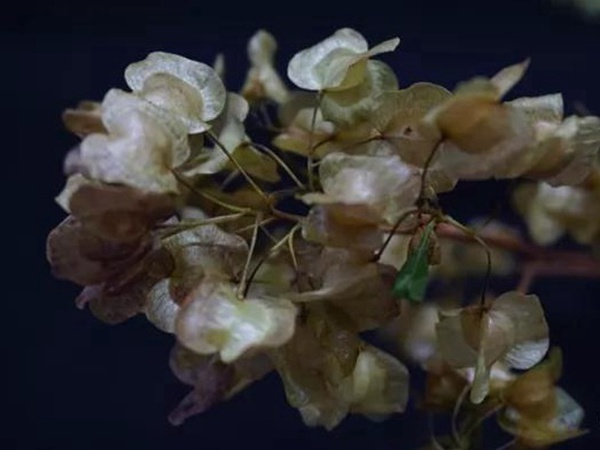 車桑子基本詳情介紹以及一車桑子的插花作品 車桑子基本詳情介紹以及一車桑子的插花作品