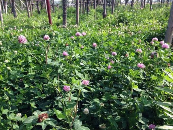 十種優(yōu)質牧草及其栽培技術與方法