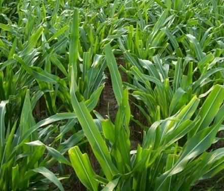 有一種草叫墨西哥玉米草，最適合農村養(yǎng)殖戶種植