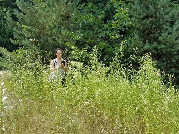 牧草種子——草木樨（白花和黃花）