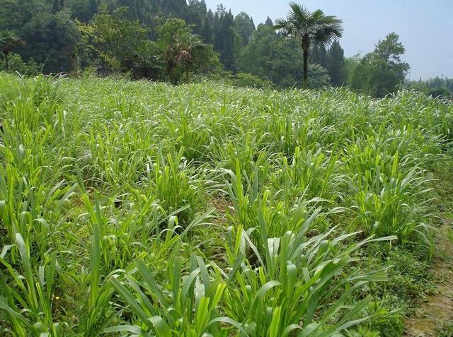高產牧草種子——毛苕子播種方法