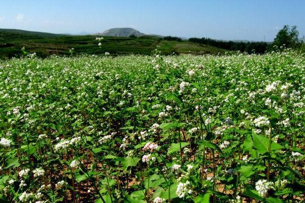 蕎麥的產地在哪?蕎麥的高產種植技術與方法 蕎麥的產地在哪?蕎麥的高產種植技術與方法