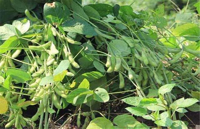 黑豆如何種植?種植方法是什么?有什么需要注意的? 黑豆如何種植?種植方法是什么?有什么需要注意的?