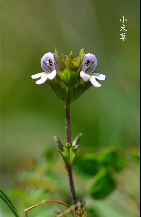 “小米草”的養護方法與播種繁殖