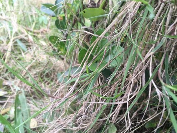 生命力頑強(qiáng)的草,它的名字盡然叫“狗牙根” 生命力頑強(qiáng)的草,它的名字盡然叫“狗牙根”