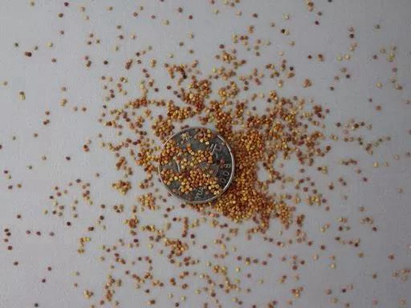 種植白三葉種子需要幾個(gè)步驟 種植白三葉種子需要幾個(gè)步驟