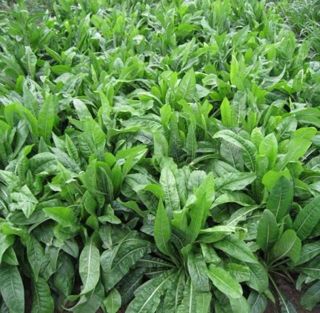 菊苣草可以養殖雞鴨鵝豬魚，是多年生的嗎