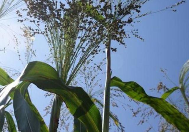 甜高梁種植技巧是什么，如何產(chǎn)量高