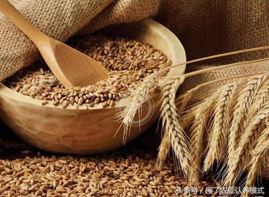 燕麥種子發(fā)芽率低怎么辦？怎么樣才能提高燕麥種子的發(fā)芽率？