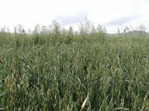 燕麥種植的生長環境是怎樣的？有什么需要注意的？