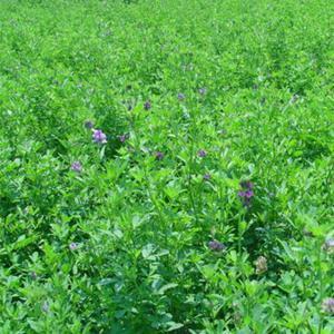 紫花苜蓿的市場批發價格以及播種方法 紫花苜蓿的市場批發價格以及播種方法