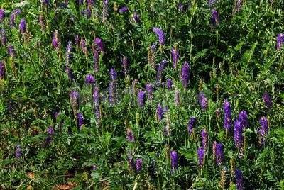 沙打旺種植氣候什么時候比較合適，有哪些需要注意的