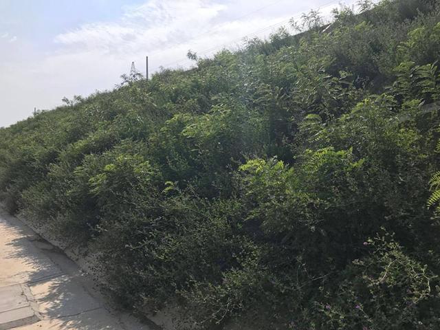 胡枝子的種植技術介紹，什么時候播種最佳？