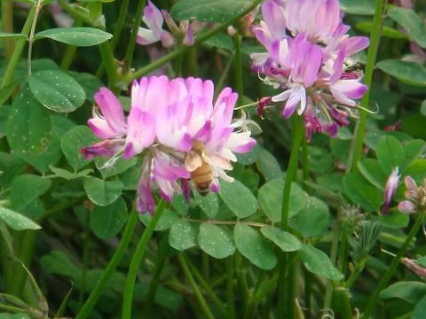 看著很好看的紫云英,紫云英基本介紹 看著很好看的紫云英,紫云英基本介紹