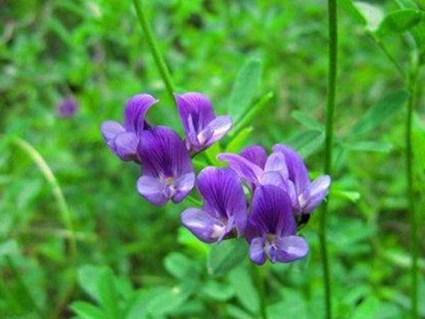 “牧草之王”紫花苜蓿怎么種植比較好,什么時候能種植比較合適? “牧草之王”紫花苜蓿怎么種植比較好,什么時候能種植比較合適?