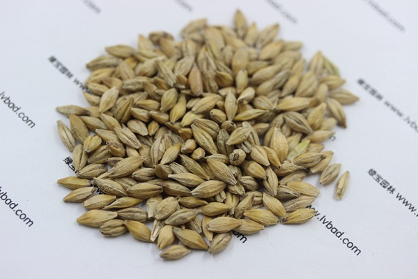 大麥——喂養信鴿的一種非常好的飼料