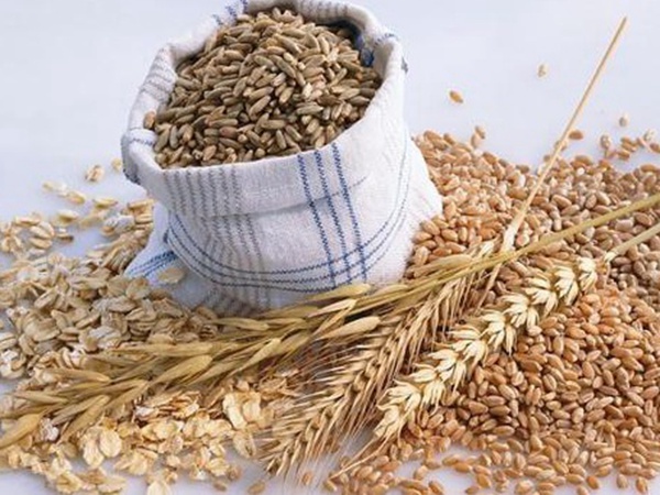 燕麥種植的生長環境是怎樣的？有什么需要注意的？