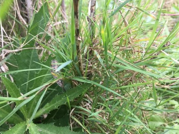 生命力頑強(qiáng)的草,它的名字盡然叫“狗牙根” 生命力頑強(qiáng)的草,它的名字盡然叫“狗牙根”