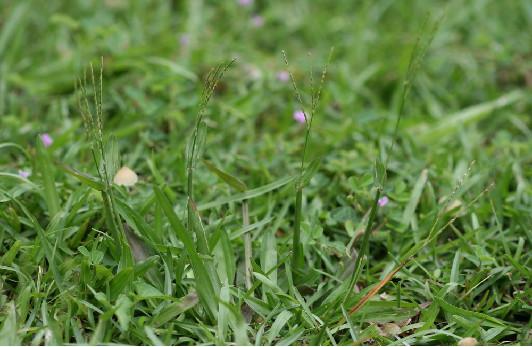 庭院草坪|院子里的天然草坪建植及養(yǎng)護(hù)方法