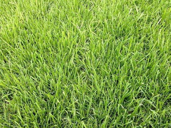 堿茅草種子多久能發(fā)芽，播種方法是什么？