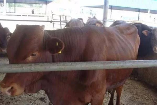 甜高粱喂牛的方法？注意方法是什么！