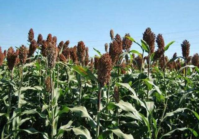 甜高粱播種對(duì)生長(zhǎng)環(huán)境有什么要求,種植應(yīng)該注意什么 甜高粱播種對(duì)生長(zhǎng)環(huán)境有什么要求,種植應(yīng)該注意什么