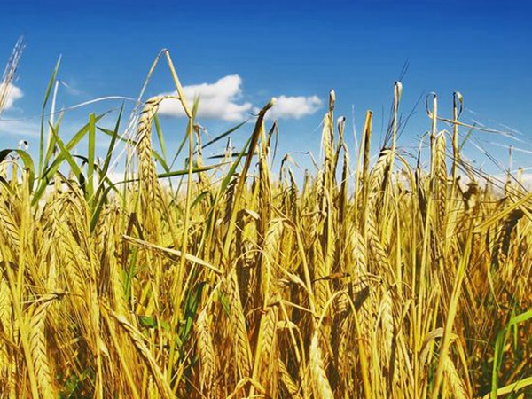 養(yǎng)羊如何選擇牧草？有什么需要注意的？