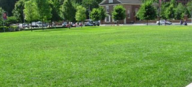 綠化草坪堿茅草的種植方法以及經濟價值 綠化草坪堿茅草的種植方法以及經濟價值