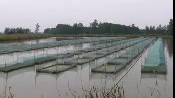 龍蝦養(yǎng)殖中小米草如何種植效益比較好 龍蝦養(yǎng)殖中小米草如何種植效益比較好