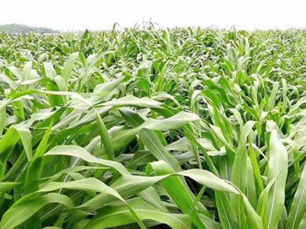 最適合養牛的四種牧草有哪些