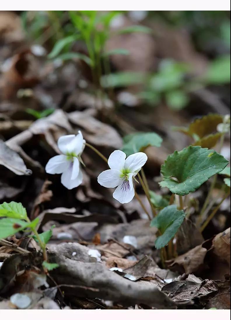 “小米草”的養護方法與播種繁殖