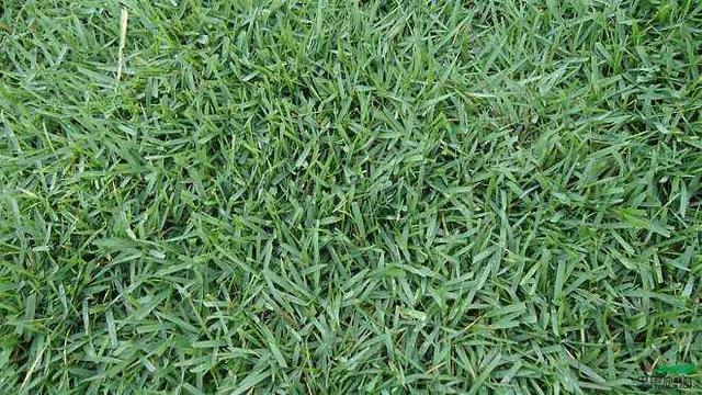 優質草坪草——結縷草經濟價值與播種技術 優質草坪草——結縷草經濟價值與播種技術
