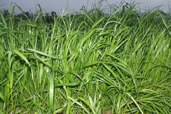 一年生黑麥草草坪型——綠帶(Green Links) 一年生黑麥草草坪型——綠帶(Green Links)