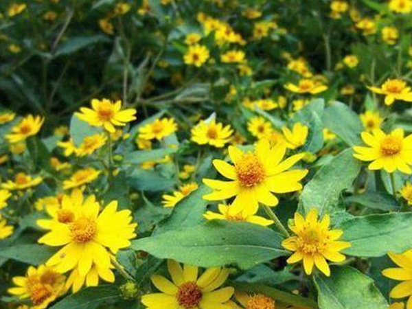 串葉松香草牧草——養畜禽種牧草選對品種很重要