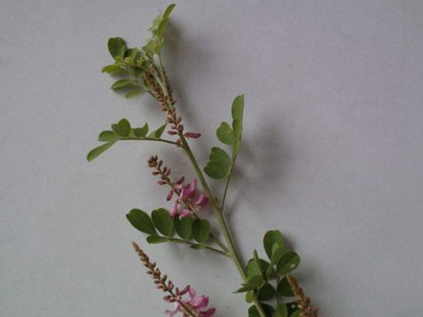 多花木蘭--常用護坡灌木種子栽培技術(shù) 多花木蘭--常用護坡灌木種子栽培技術(shù)