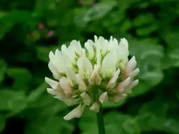 十種優(yōu)質牧草及其栽培技術與方法