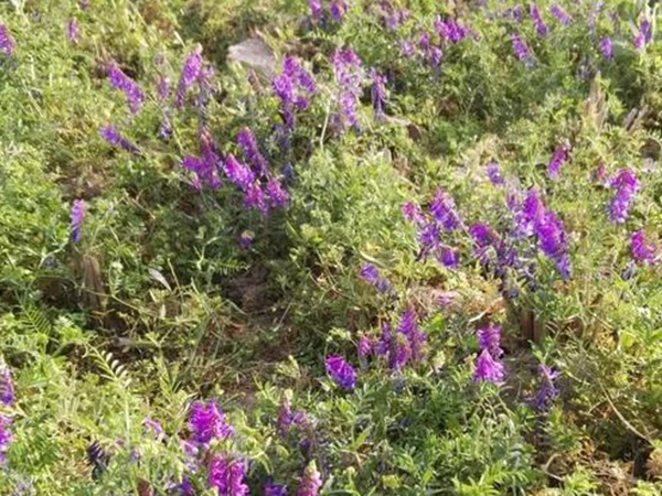 十種優(yōu)質牧草及其栽培技術與方法