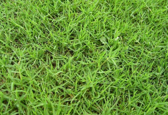 園林里的一片綠——果嶺草的綠化