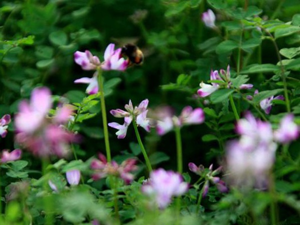 紫云英種植方法是什么?種植需要注意啥? 紫云英種植方法是什么?種植需要注意啥?