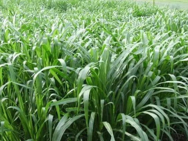 養(yǎng)魚(yú)種什么草種好？皇竹草喂草魚(yú)效果好，有什么方法