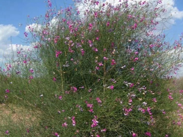 常見植物花棒——耐旱、喜光樹種 常見植物花棒——耐旱、喜光樹種